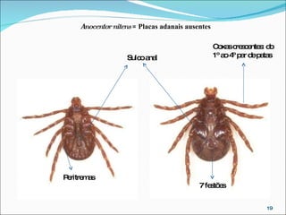 Peritremas Sulco anal 7 festões Coxas crescentes: do 1º ao 4º par de patas Anocentor nitens  = Placas adanais ausentes 