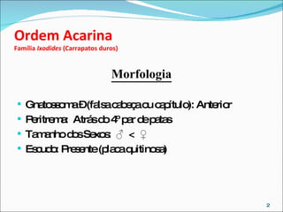 Ordem Acarina Família  Ixodides  (Carrapatos duros) Morfologia Gnatossoma – (falsa cabeça ou capítulo): Anterior Peritrema:  Atrás do 4º par de patas Tamanho dos Sexos:  ♂  <  ♀ Escudo: Presente (placa quitinosa) 