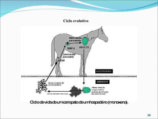 Ciclo evolutivo  Ciclo de vida de um carrapato de um hospedeiro (monoxeno). 