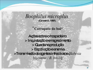 Boophilus microplus   (Canestrini, 1887).  "Carrapato do boi“ Ações sobre o hospedeiro: > Inquietação e emagrecimento > Queda na produção > Espoliação e anemia >Transmissão de agentes infecciosos ( Babesia bigemina / B. bovis ) 