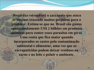Boophilus microplus  é o carrapato que ataca os bovinos trazendo muitos prejuízos para o produtor. Estima-se que no  Brasil são gastos aproximadamente US$ 2 bilhões em produtos químicos para conter esses parasitas em geral.  Uma conta que fica maior quando incorporados os custos pela contaminação ambiental e alimentar, uma vez que os carrapaticidas podem deixar resíduos na carne e no leite e poluir o ambiente. 