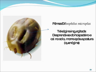 Fêmea –  Boophilus microplus Teleógina ingurgitada: Desprende-se do hospedeiro e cai no solo, morre após a postura (quenógina) 