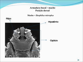 Capítulo Macho –  Boophilus microplus Armadura bucal – macho Posição dorsal Hipostômio Palpo 