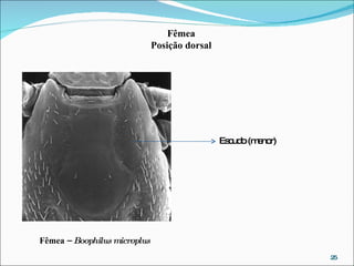 Escudo (menor) Fêmea –  Boophilus microplus Fêmea Posição dorsal 