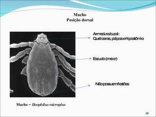 Macho –  Boophilus microplus Armadura bucal: Queliceras, palpos e hipostômio Escudo (maior) Não possuem festões Macho Posição dorsal 