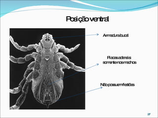 Placas adanais: somente nos machos Não possuem festões Posição ventral  Armadura bucal 