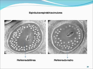 Peritrema da fêmea Peritrema do macho Espiráculos respiratórios circulares 
