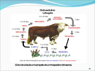 Ciclo de vida de um carrapato de um hospedeiro (trioxeno). Ciclo evolutivo  Life cycle 