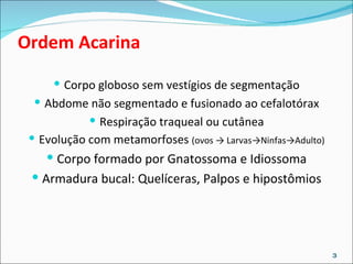Ordem Acarina Corpo globoso sem vestígios de segmentação Abdome não segmentado e fusionado ao cefalotórax Respiração traqueal ou cutânea Evolução com metamorfoses  (ovos -> Larvas->Ninfas->Adulto) Corpo formado por Gnatossoma e Idiossoma Armadura bucal: Quelíceras, Palpos e hipostômios 