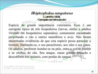Rhipicephalus sanguineus   ( Latreille, 1806).  "Carrapato vermelho do cão". Espécie de grande importância veterinária. Esse é um carrapato típico de três hospedeiros (larvas, ninfas e adultos vivendo em hospedeiros separados), comumente encontrado parasitando o cão e outros mamíferos e aves. Não foram encontradas evidências de que esta espécie possa parasitar o homem, limitando-se, o seu parasitismo, aos cães e aos gatos. Os adultos, preferem instalar-se na pele, entre o coxim plantar e as orelhas do cão. Seu ataque, causa grande irritação e desconforto nos animais, com perdas de sangue.   
