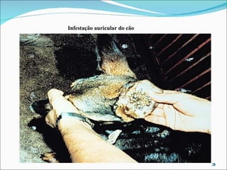 Infestação auricular do cão  