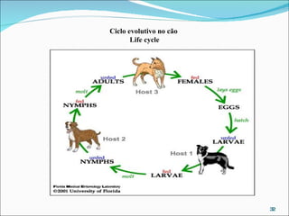 Ciclo evolutivo no cão  Life cycle 