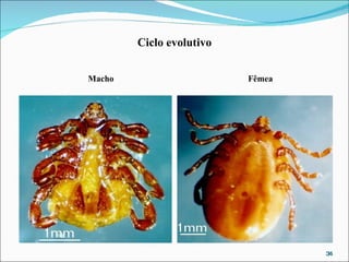 Macho Fêmea Ciclo evolutivo 