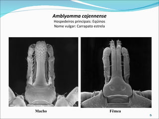 Amblyomma cajennense Hospedeiros principais: Eqüinos Nome vulgar: Carrapato estrela Macho Fêmea 