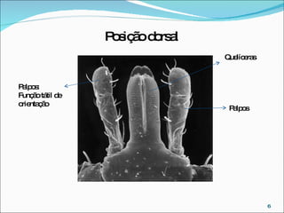 Palpos:  Função tátil de orientação Posição dorsal Quelíceras Palpos 