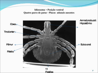Idiossoma – Posição ventral Quatro pares de patas - Placas  adanais ausentes Coxa Troclanter Fêmur Patela Armadura bucal: Hipostômio Sulco anal 11 Festões  