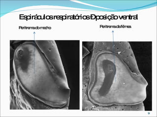 Espiráculos respiratórios – posição ventral Peritrema do macho Peritrema da fêmea 