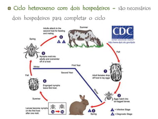 Ciclo heteroxeno com dois hospedeiros - são necessários
dois hospedeiros para completar o ciclo
 