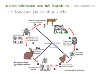 Ciclo heteroxeno com três hospedeiros - são necessários
três hospedeiros para completar o ciclo
 