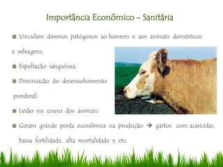 Importância Econômico - Sanitária
Vinculam diversos patógenos ao homem e aos animais domésticos
e selvagens;
Espoliação sanguínea;
Diminuição do desenvolvimento
ponderal;
Lesão no couro dos animais;
Geram grande perda econômica na produção  gastos com acaricidas,
baixa fertilidade, alta mortalidade e etc.
 