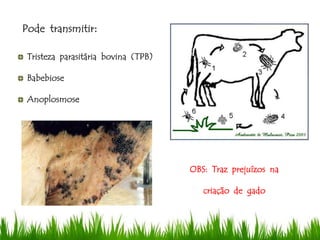 Tristeza parasitária bovina (TPB)
Babebiose
Anoplosmose
Pode transmitir:
OBS: Traz prejuízos na
criação de gado
 