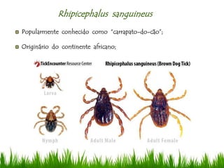 Rhipicephalus sanguineus
Popularmente conhecido como “carrapato-do-cão”;
Originário do continente africano;
 