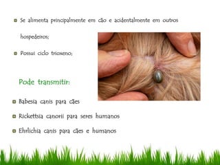 Babesia canis para cães
Rickettsia canorii para seres humanos
Ehrlichia canis para cães e humanos
Pode transmitir:
Se alimenta principalmente em cão e acidentalmente em outros
hospedeiros;
Possui ciclo trioxeno;
 