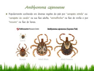 Amblyomma cajennense
Popularmente conhecido em diversas regiões do país por “carrapato estrela” ou
“carrapato do cavalo” na sua fase adulta, "vermelhinho" na fase de ninfas e por
"micuim“ na fase de larvas;
 