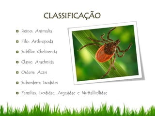 Reino: Animalia
Filo: Arthropoda
Subfilo: Chelicerata
Classe: Arachnida
Ordem: Acari
Subordem: Ixodides
Familias: Ixodidae, Argasidae e Nuttalliellidae
 