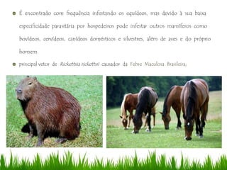 É encontrado com frequência infestando os equídeos, mas devido à sua baixa
especificidade parasitária por hospedeiros pode infestar outros mamíferos como
bovídeos, cervídeos, canídeos domésticos e silvestres, além de aves e do próprio
homem.
principal vetor de Rickettsia rickettsii causador da Febre Maculosa Brasileira;
 