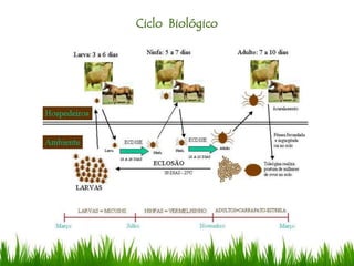 Ciclo Biológico
 