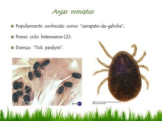 Argas miniatus
Popularmente conhecido como “carrapato-da-galinha”;
Possui ciclo heteroxeno (2);
Doença: “Tick paralysis”.
 