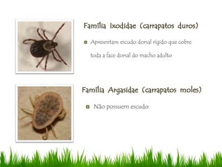 Apresentam escudo dorsal rígido que cobre
toda a face dorsal do macho adulto
Não possuem escudo
 