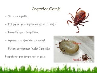 - São cosmopolitas
- Ectoparasitas obrigatórios de vertebrados
- Hematófagos obrigatórios
- Apresentam dimorfismo sexual
- Podem permanecer fixados à pele dos
hospedeiros por tempo prolongado
Aspectos Gerais
 