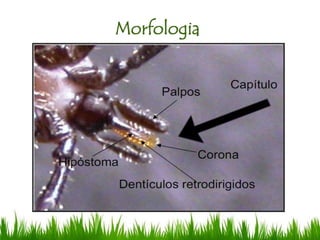 Morfologia
Fonte: (Brito et al., 2006)
 