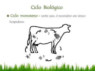 Ciclo Biológico
Ciclo monoxeno - neste caso, é necessário um único
hospedeiro
 
