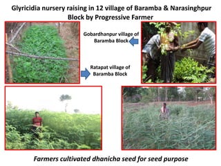 Glyricidia nursery raising in 12 village of Baramba & Narasinghpur
Block by Progressive Farmer
Ratapat village of
Baramba Block
Gobardhanpur village of
Baramba Block
Farmers cultivated dhanicha seed for seed purpose
 