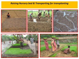 Raising Nursery bed & Transporting for transplanting
 