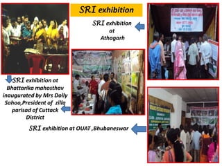SRI exhibition
SRI exhibition at
Bhattarika mahosthav
inaugurated by Mrs Dolly
Sahoo,President of zilla
parisad of Cuttack
District
SRI exhibition
at
Athagarh
SRI exhibition at OUAT ,Bhubaneswar
 