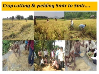 Cropcutting & yielding 5mtr to 5mtr….
 