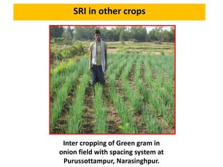 SRI in other crops
Inter cropping of Green gram in
onion field with spacing system at
Purussottampur, Narasinghpur.
 