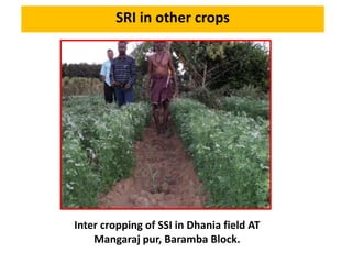 SRI in other crops
Inter cropping of SSI in Dhania field AT
Mangaraj pur, Baramba Block.
 