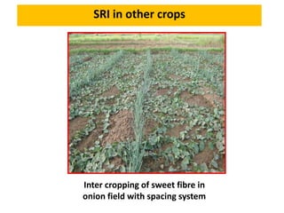 SRI in other crops
Inter cropping of sweet fibre in
onion field with spacing system
 