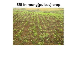 SRI in mung(pulses) crop
 
