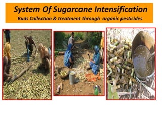 System Of Sugarcane Intensification
Buds Collection & treatment through organic pesticides
 
