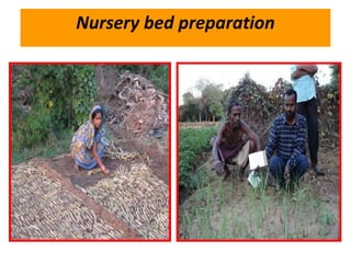 Nursery bed preparation
 