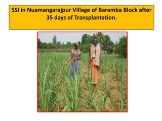 SSI in Nuamangarajpur Village of Baramba Block after
35 days of Transplantation.
 