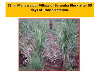 SSI in Mangarajpur Village of Baramba Block after 50
days of Transplantation.
 