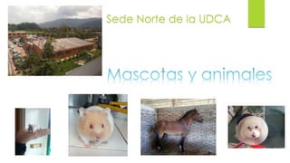 Sede Norte de la UDCA
 