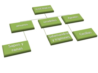 AnurosLos anuros (Anura, gr. a(n), "no" y ourá, "cola")